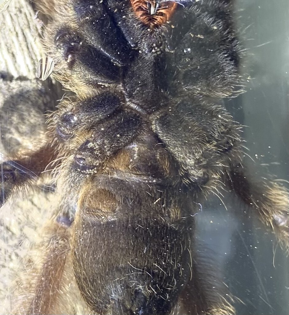 Psalmopoeus pulcher