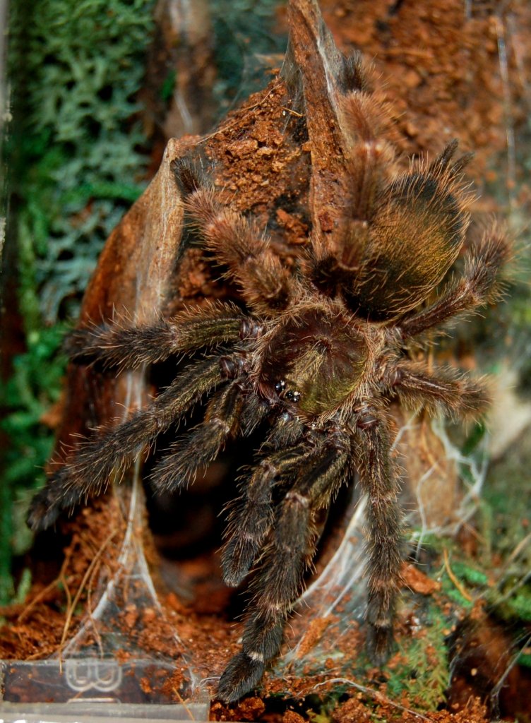 Psalmopoeus reduncus