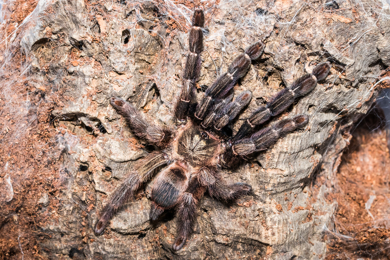 Psalmopoeus reduncus