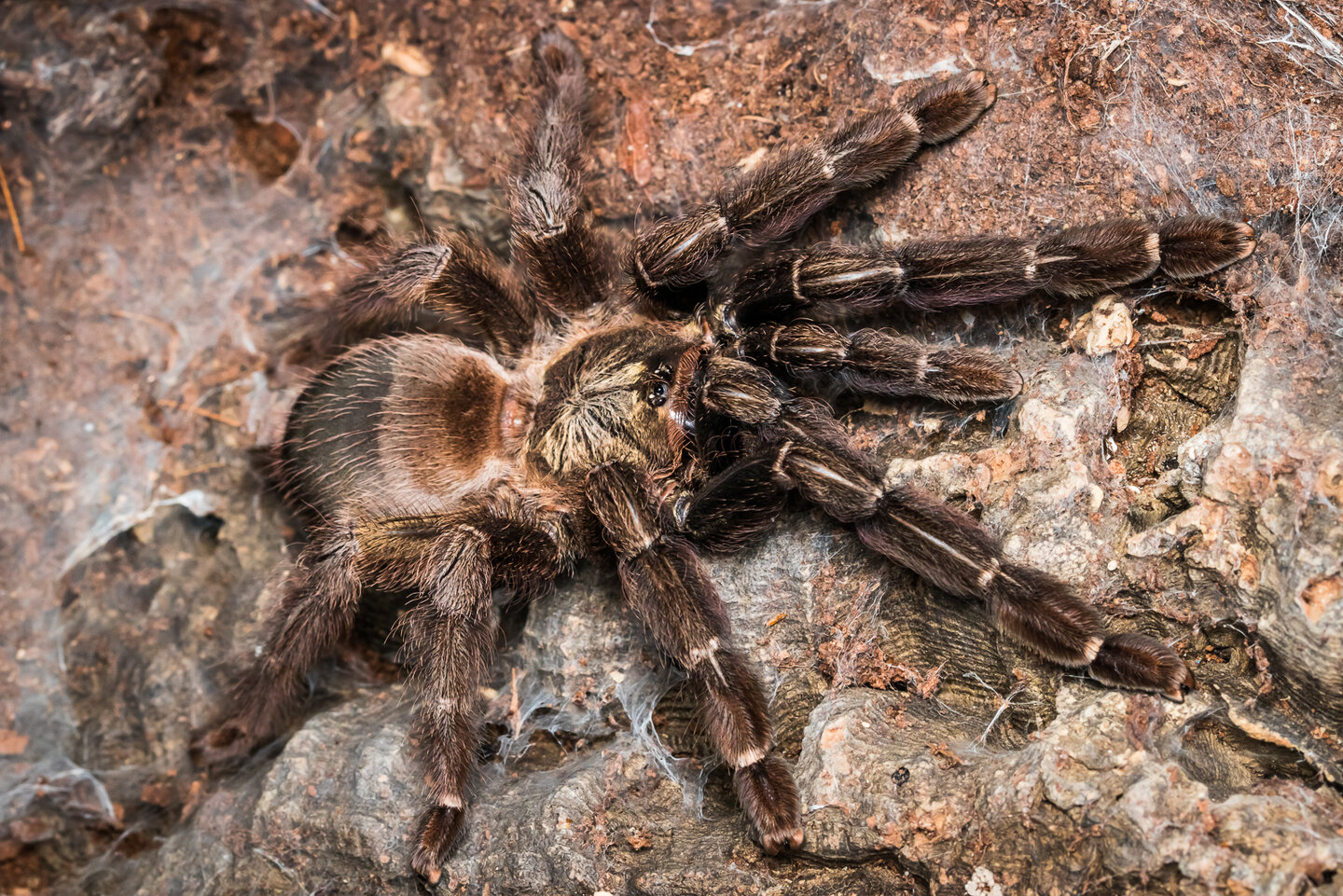 Psalmopoeus reduncus