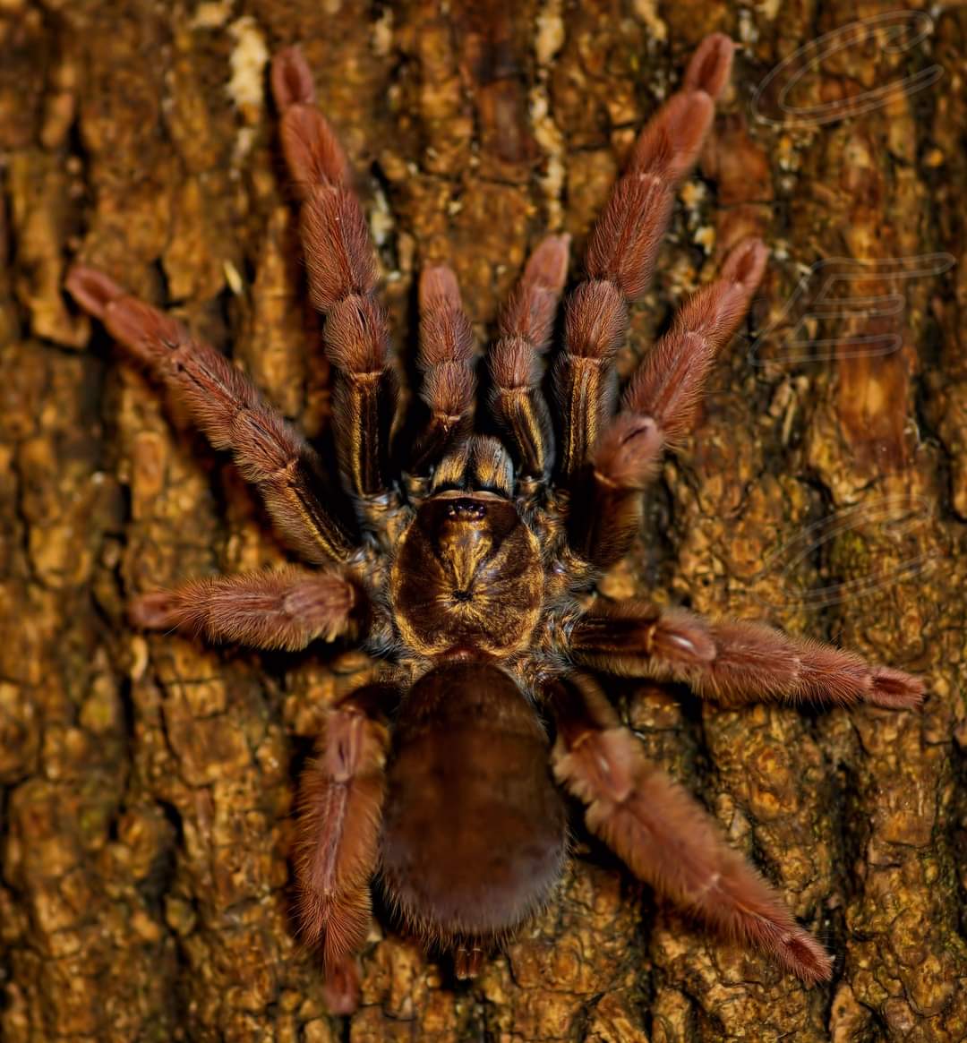 Psalmopoeus sp. "ecclesiasticus"