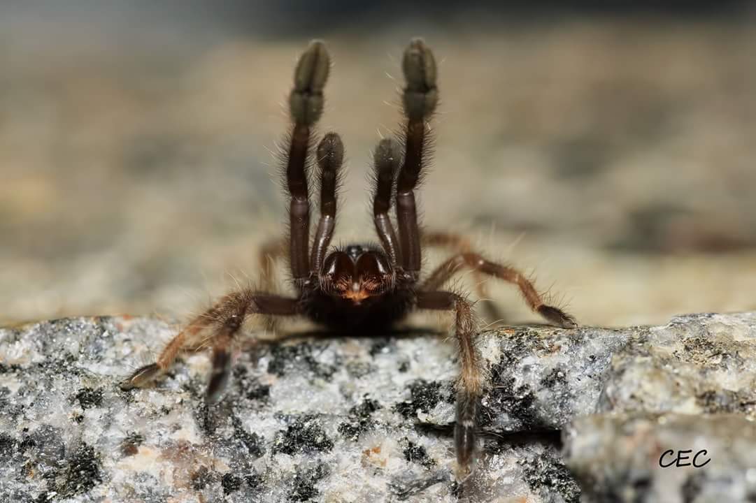 Psalmopoeus victori