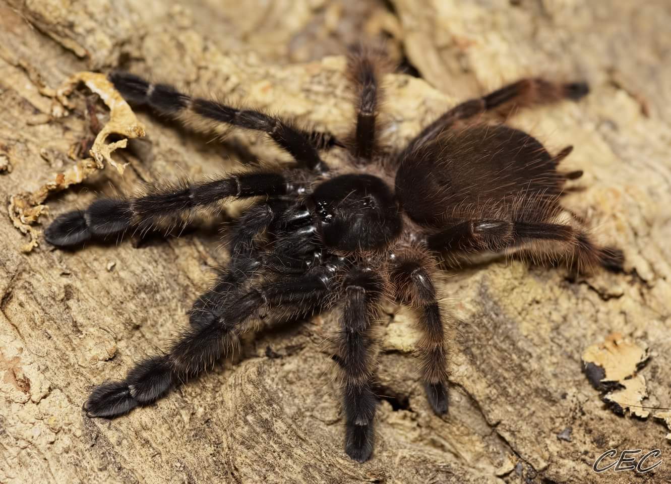 Psalmopoeus victori