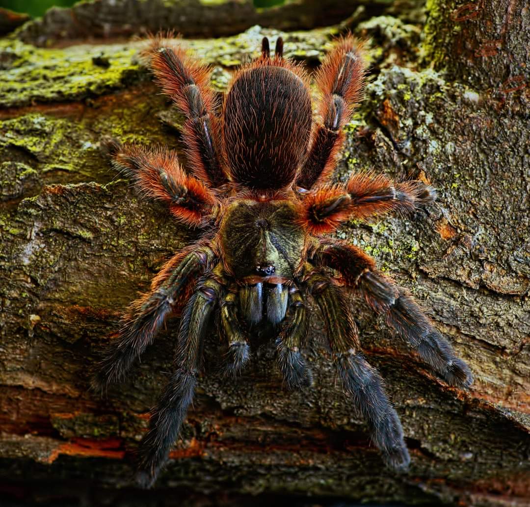 Psalmopoeus victori