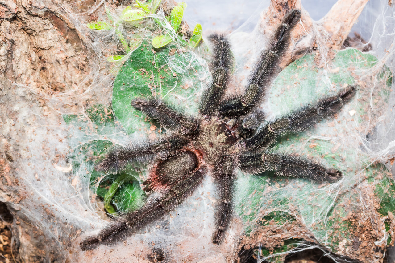 Psalmopoeus victori