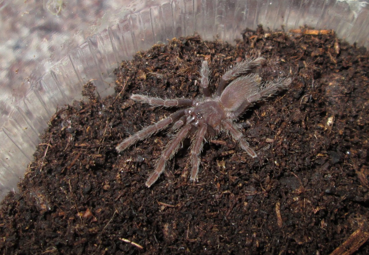 Psednocnemis brachyramosa (West & Nunn, 2010)