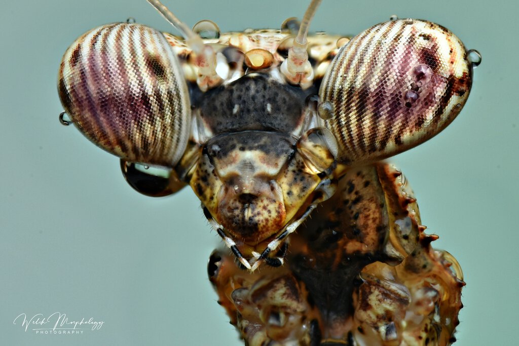 Pseudempusa pinnapavonis