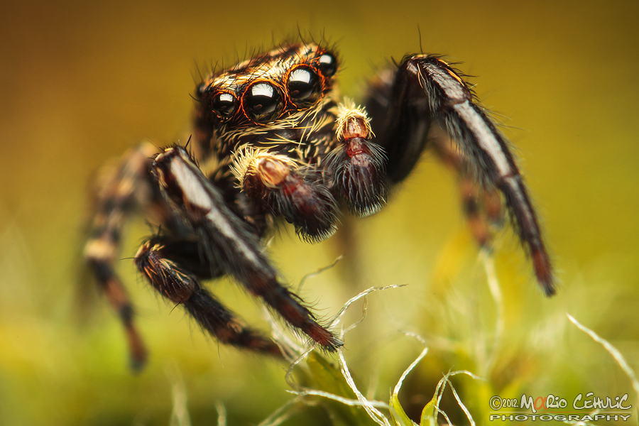 Pseudeuophrys lanigera jumping spider