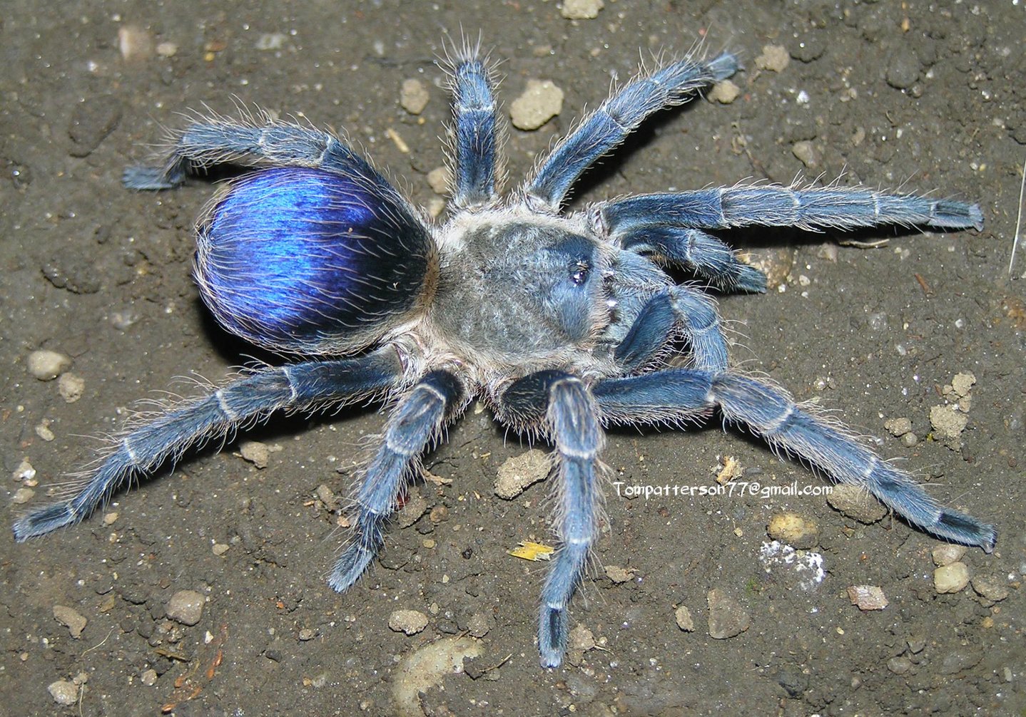 Pseudhapalopus sp. "blue" female