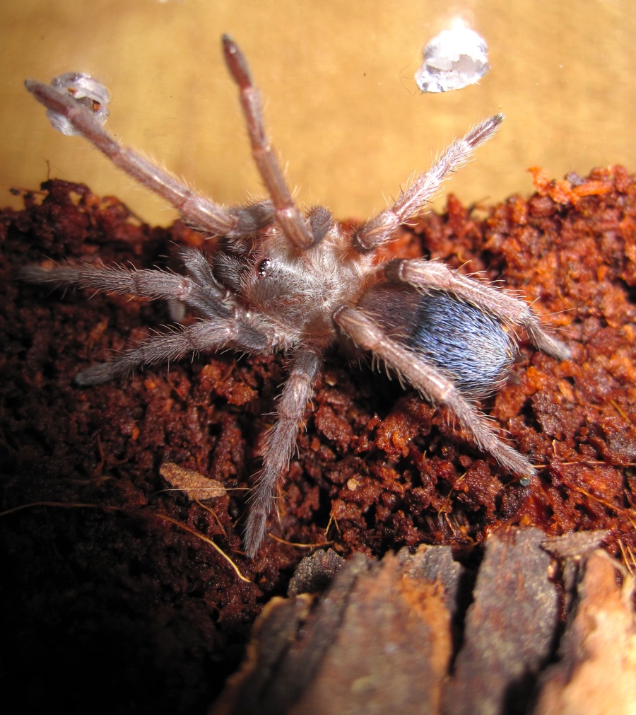 Pseudhapalopus Sp. "blue"