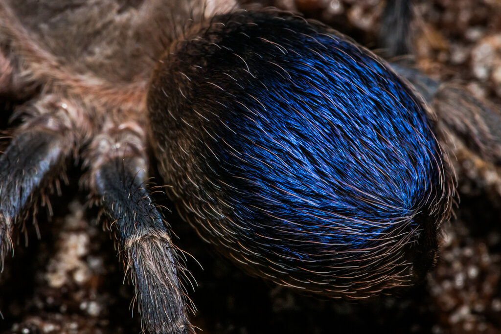 Pseudhapalopus sp. blue