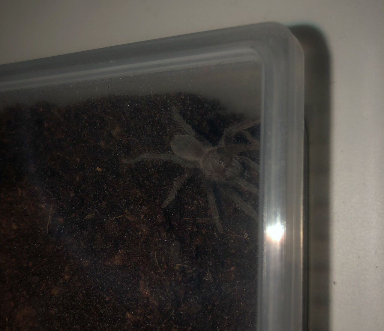 Pseudhapalopus sp. Kurzhaar - 1" sling/young juvenile