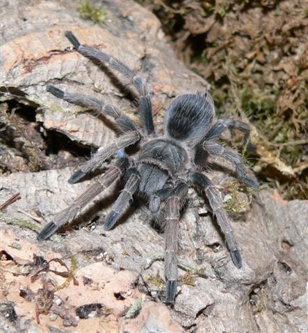 Pseudhapalopus spinulopalpus