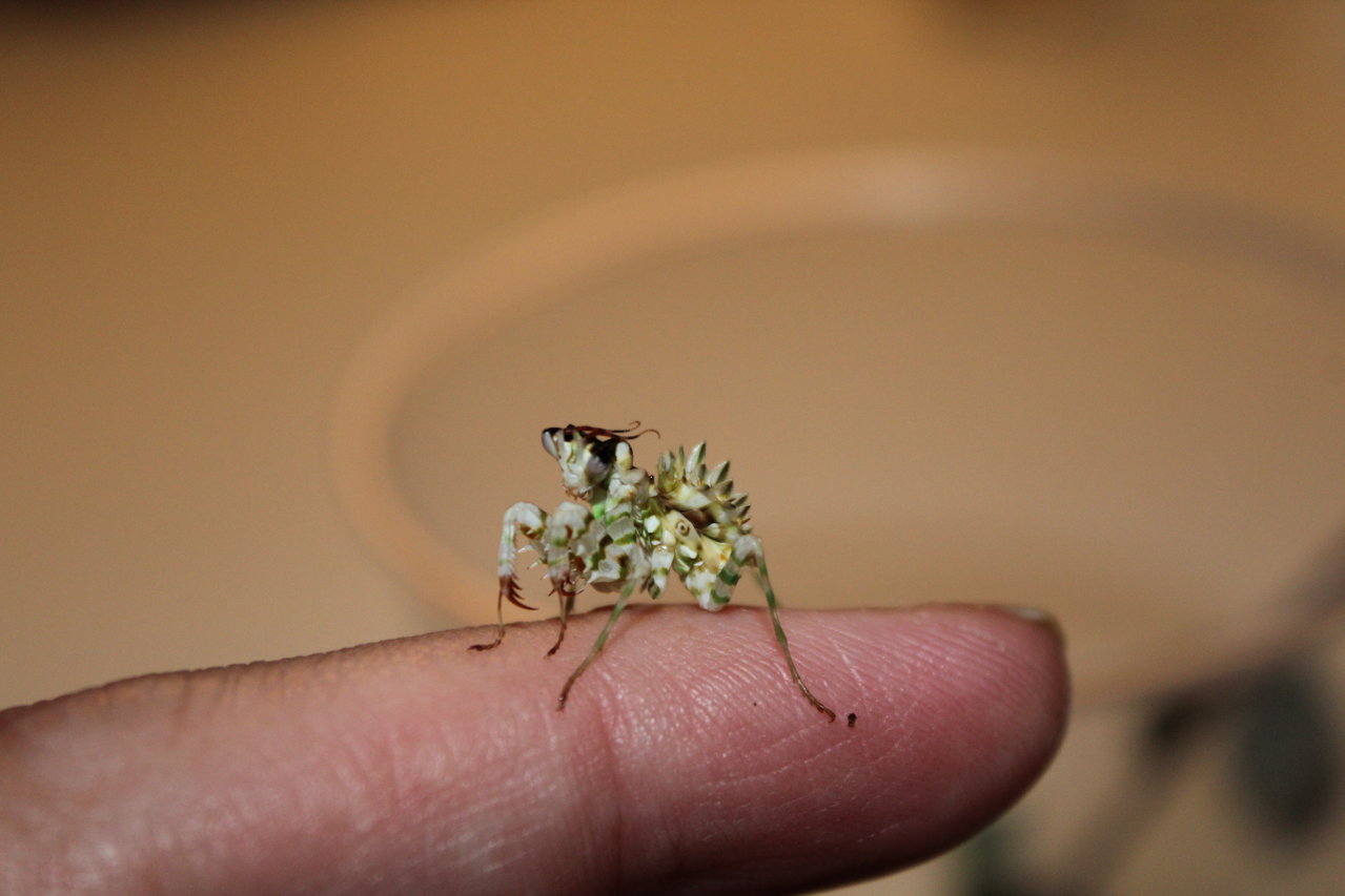 初令幼虫5匹 hi 補償2匹 アフリカメダマカマキリ