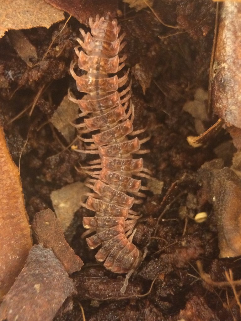 Pseudopolydesmus pinetorum