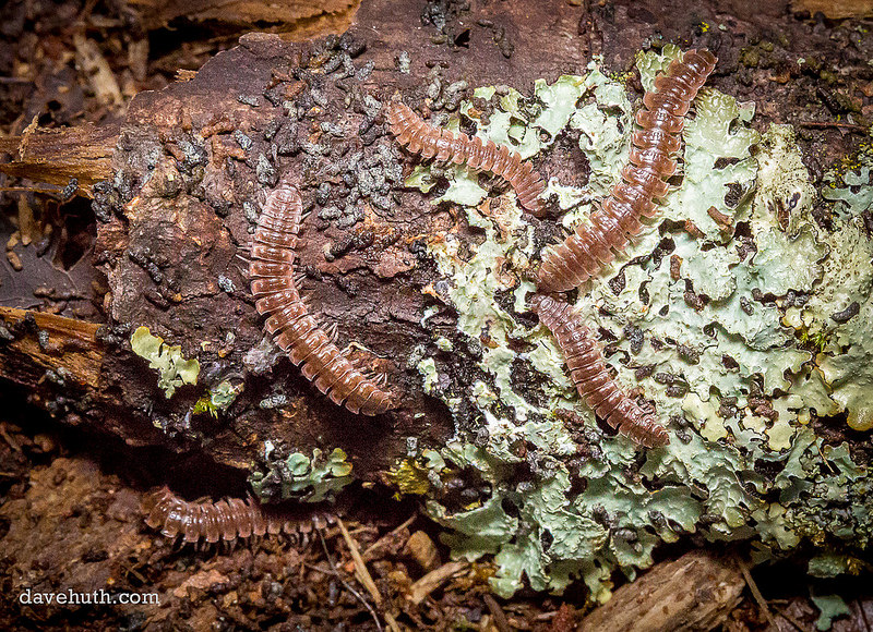 Pseudopolydesmus salad