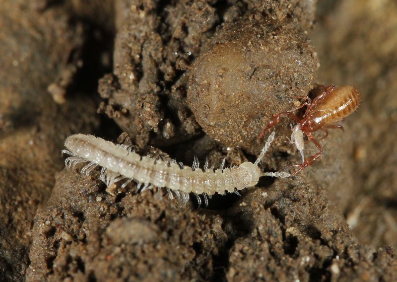 Pseudoscorpion...