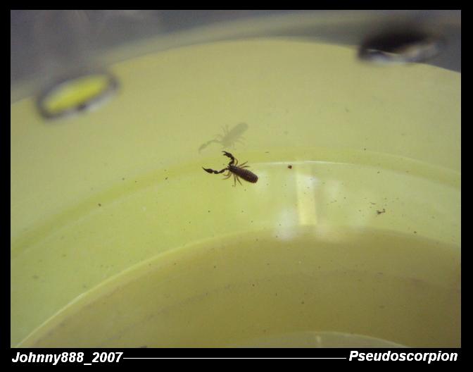 Pseudoscorpion