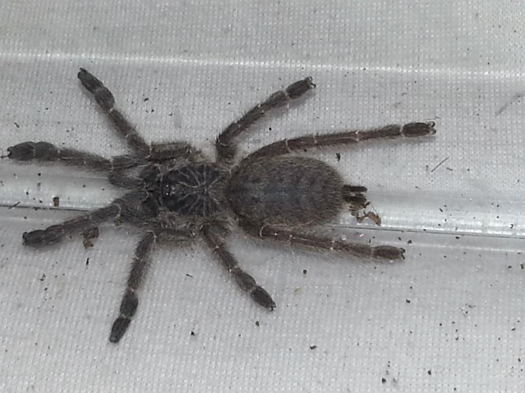 Pt Chordatus or murinus tcf?