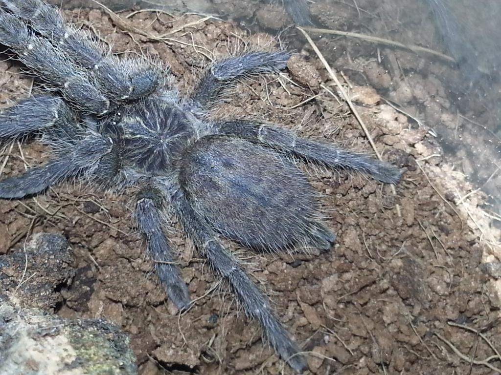 Pt Chordatus or murinus tcf?