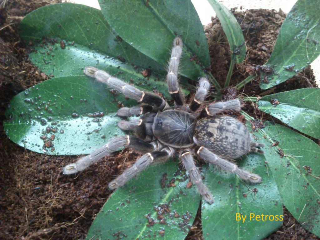 Pterinochilus chordatus female