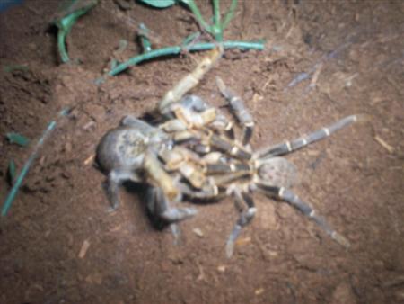 Pterinochilus chordatus light form MATING