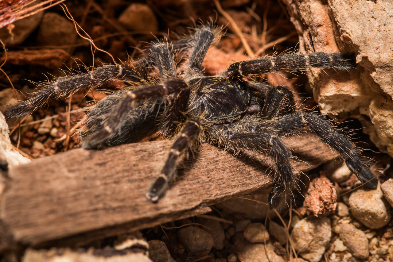 Pterinochilus chordatus