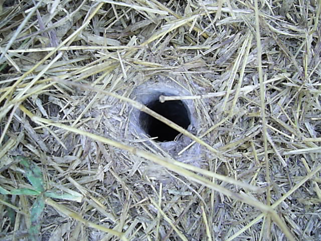 Pterinochilus junodi Hole