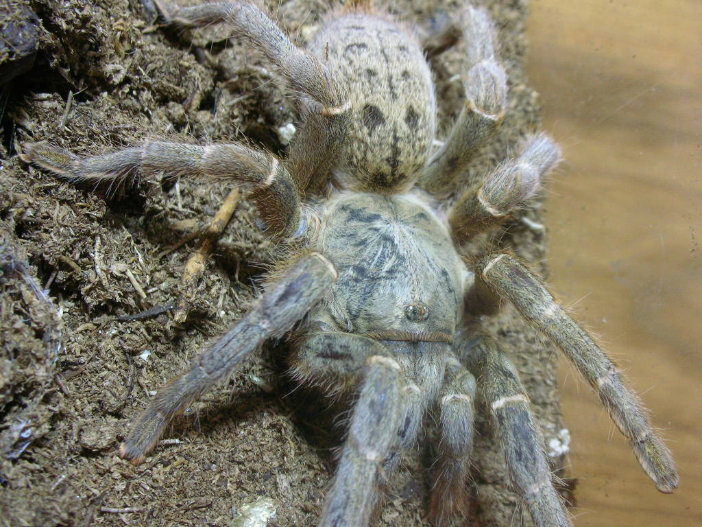 Pterinochilus lugardi