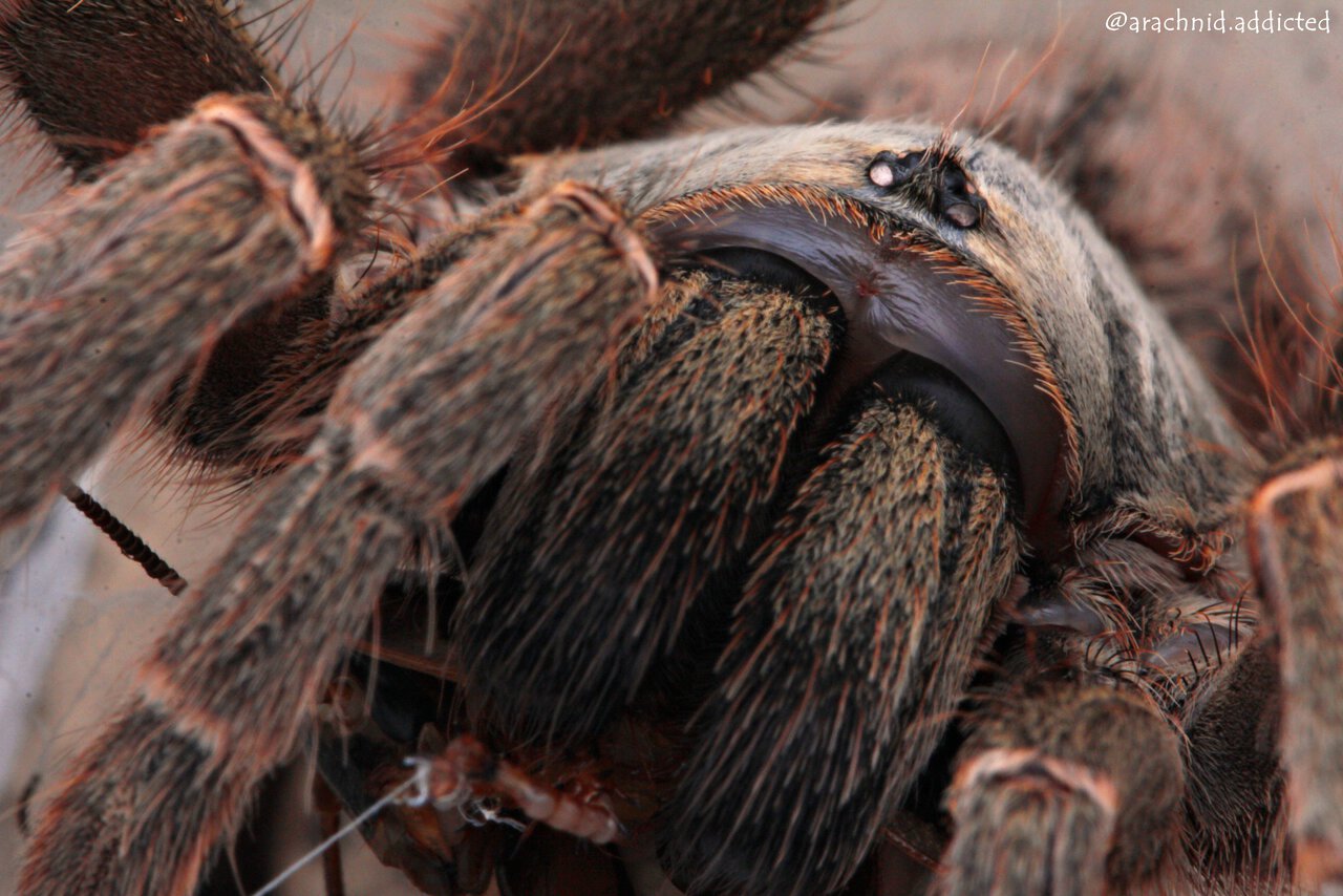 Pterinochilus lugardi.