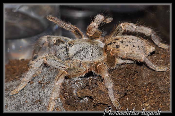 Pterinochilus lugardi