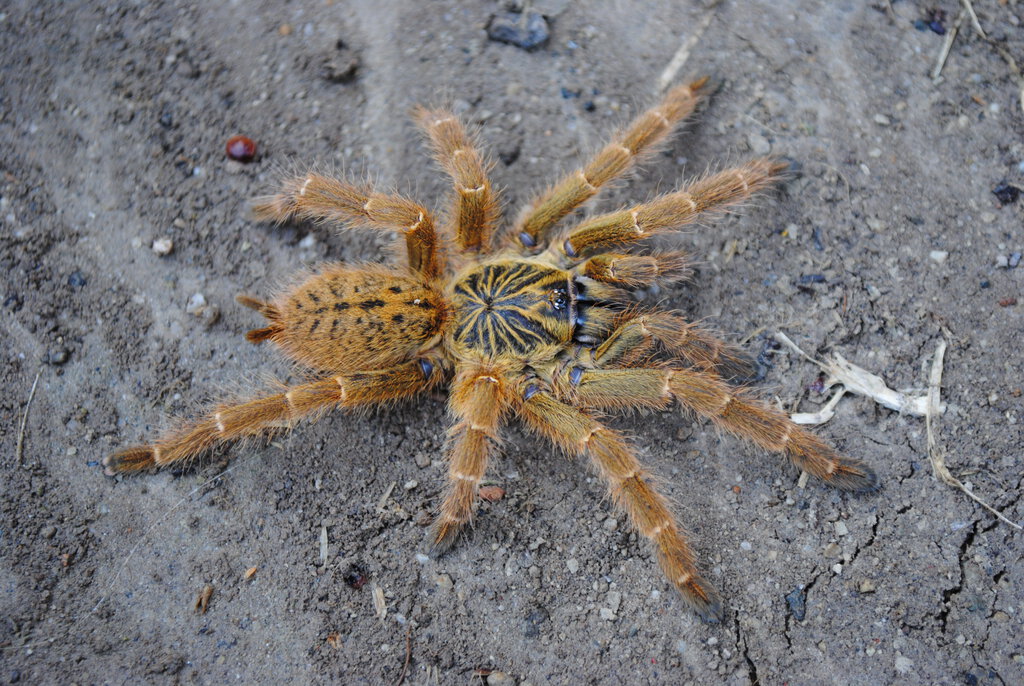 Pterinochilus murinus “Mombasa Golden Starburst” - Female