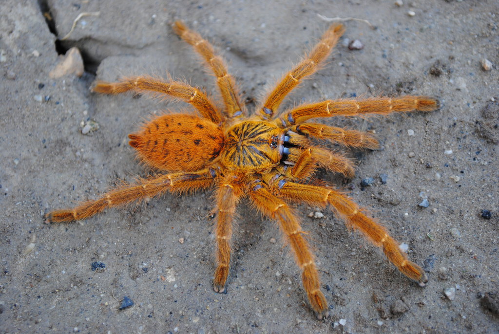 Pterinochilus murinus “Usumbara” - Female