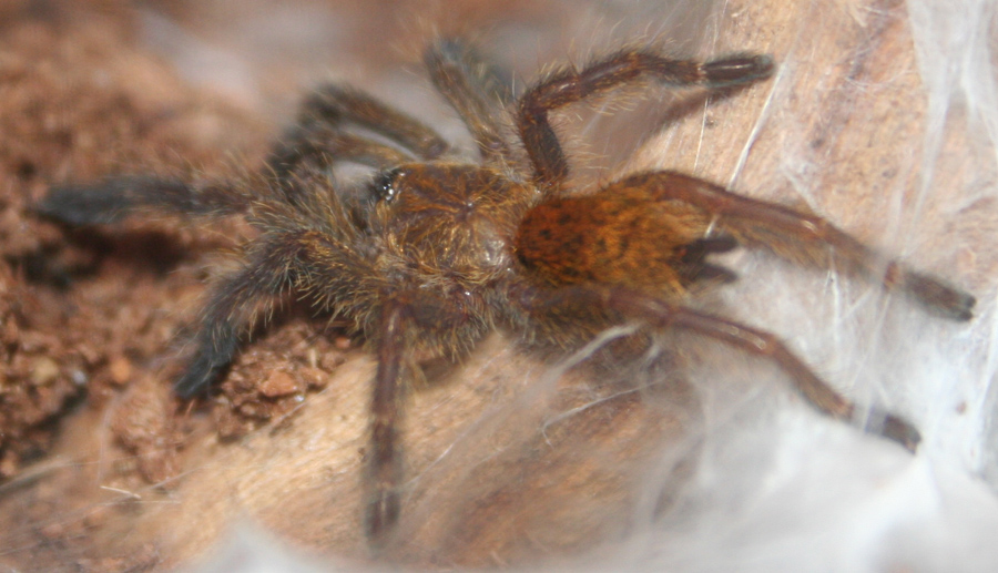 Pterinochilus murinus 0.0.1