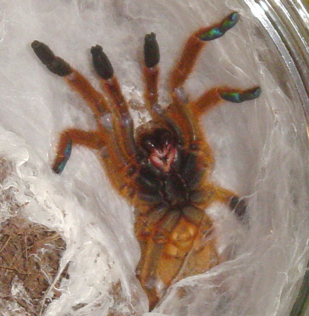 Pterinochilus murinus 3''