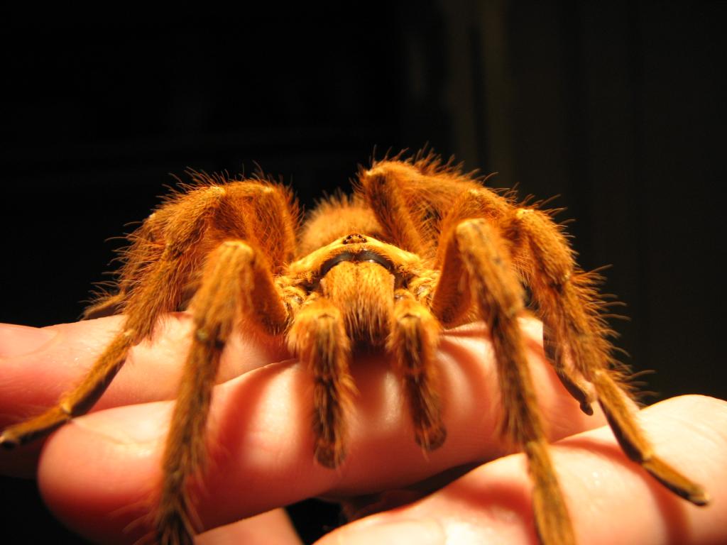 Pterinochilus murinus adult male
