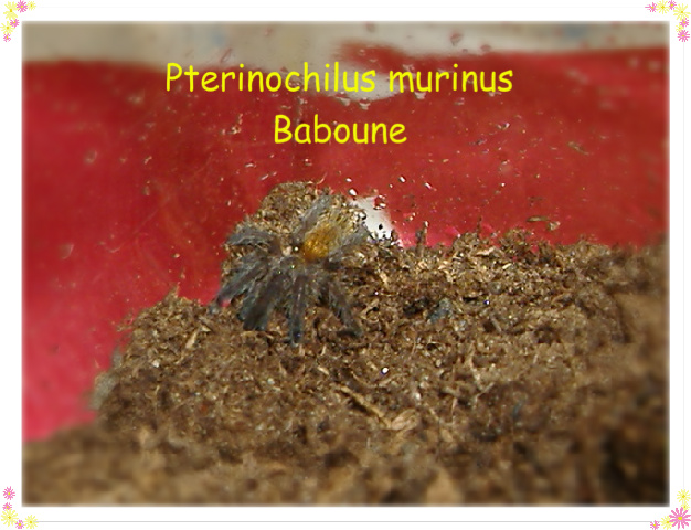 Pterinochilus murinus-Baboune