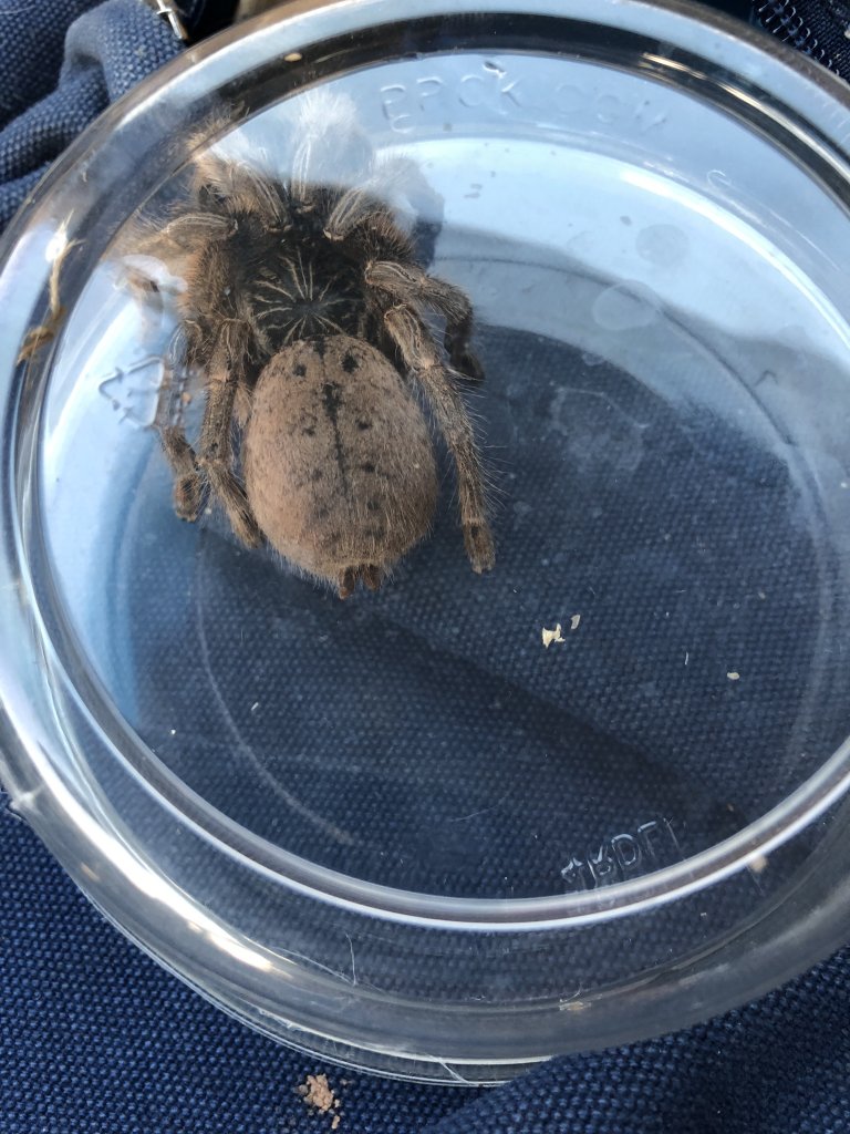 Pterinochilus murinus, DCF?