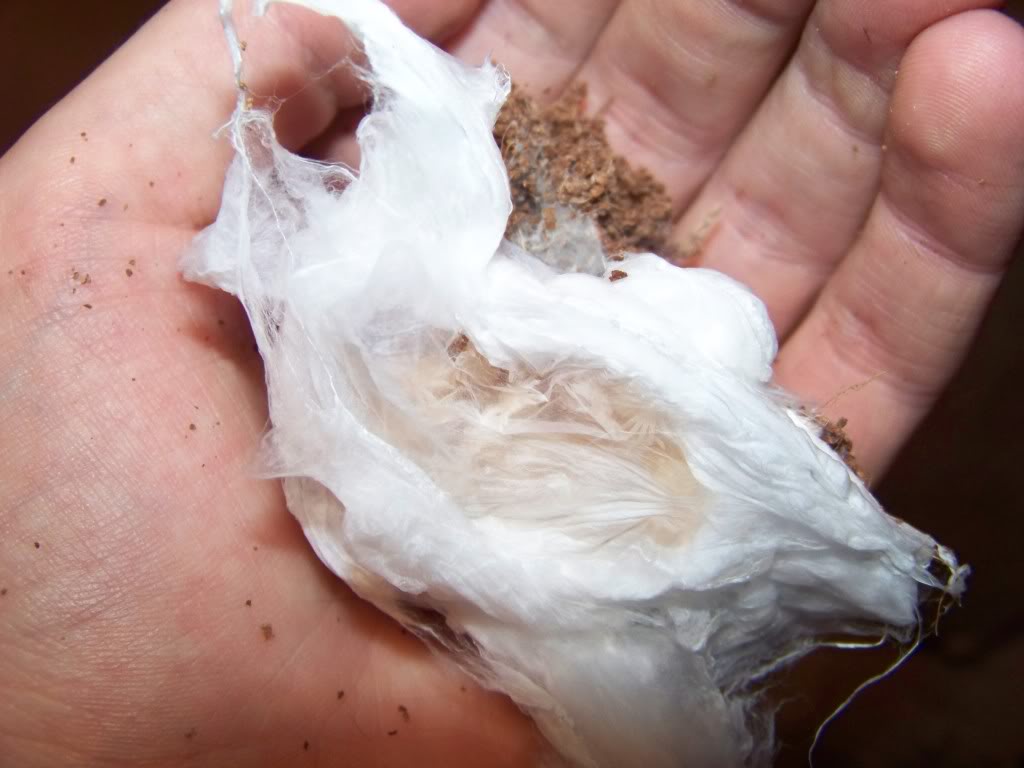 Pterinochilus Murinus Eggsac