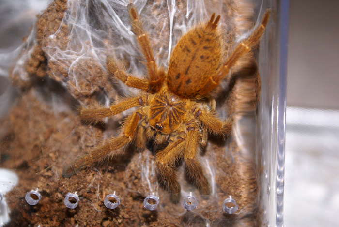 Pterinochilus Murinus Juvenile