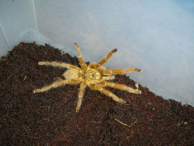 Pterinochilus murinus (MM)