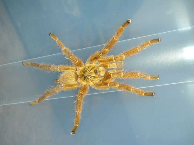 Pterinochilus murinus (MM)