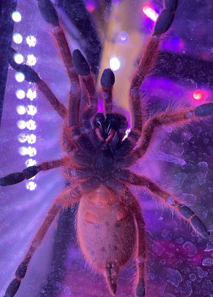 Pterinochilus Murinus Obt 4” Arachnoboards