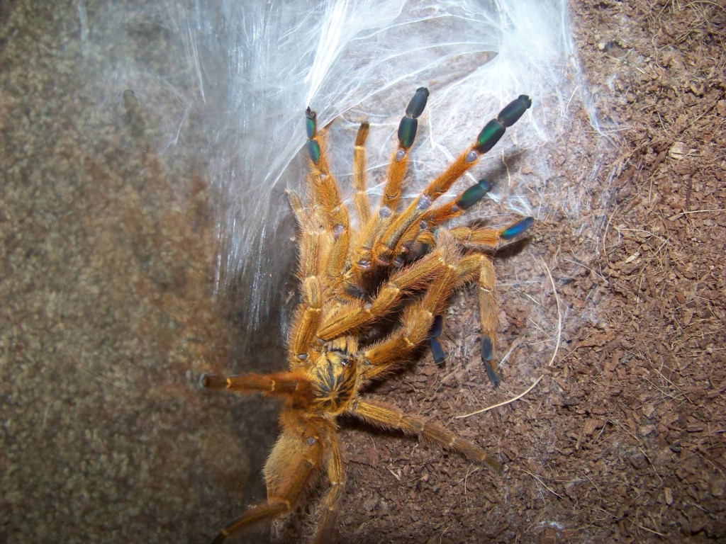 Pterinochilus Murinus Pairing.
