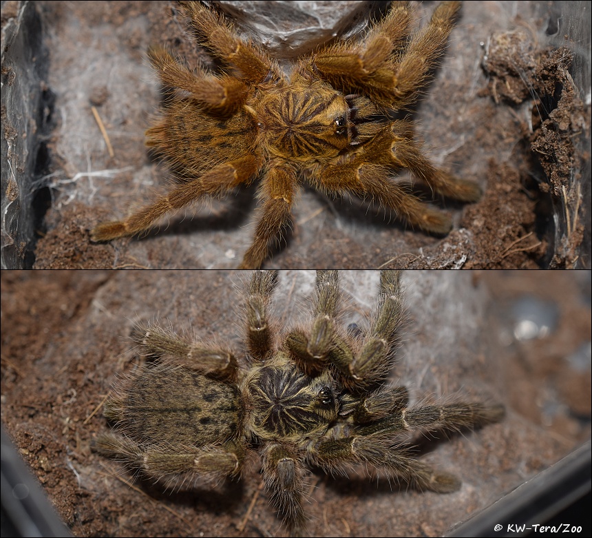 Pterinochilus Murinus Rcf And Tcf Hobby Arachnoboards