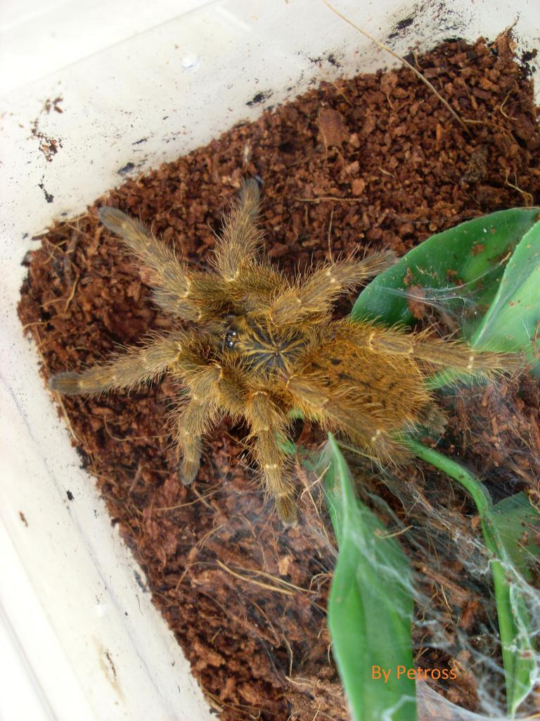 Pterinochilus murinus RCF