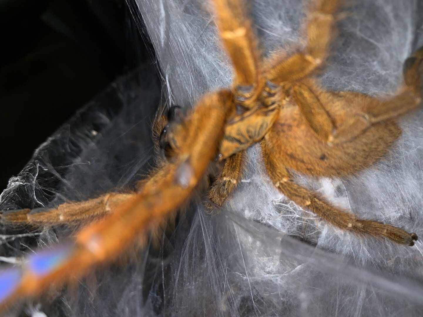 Pterinochilus murinus RCF