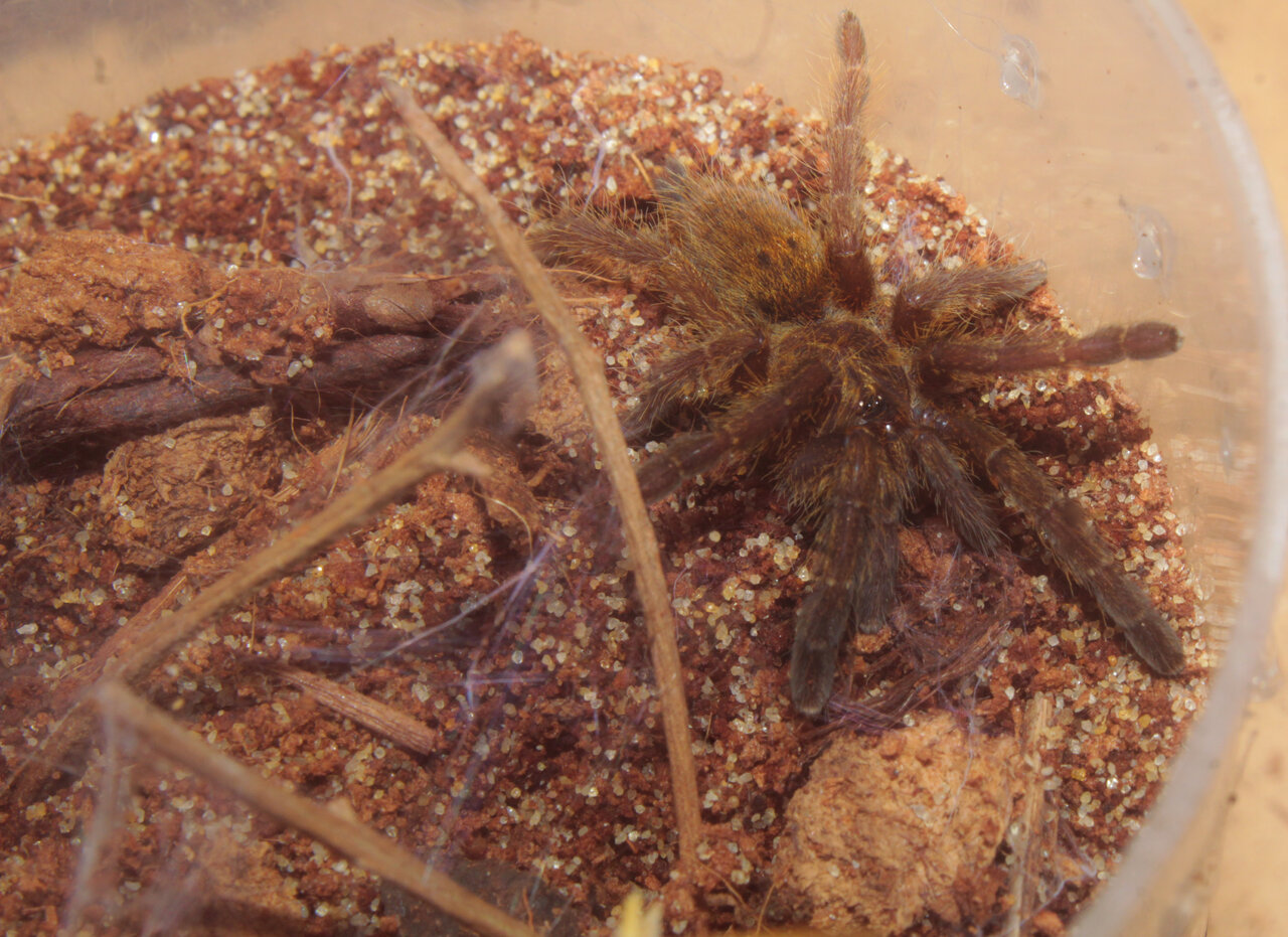 Pterinochilus murinus "RCF"