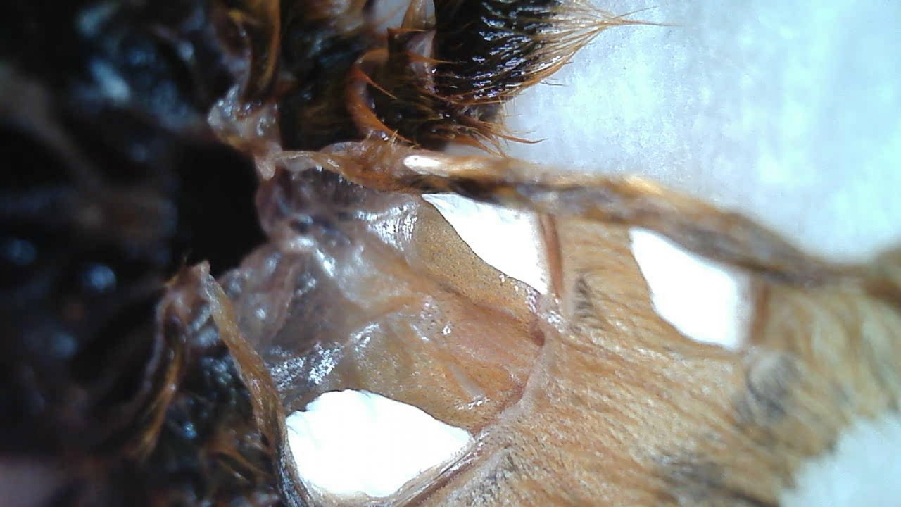 Pterinochilus murinus sexing