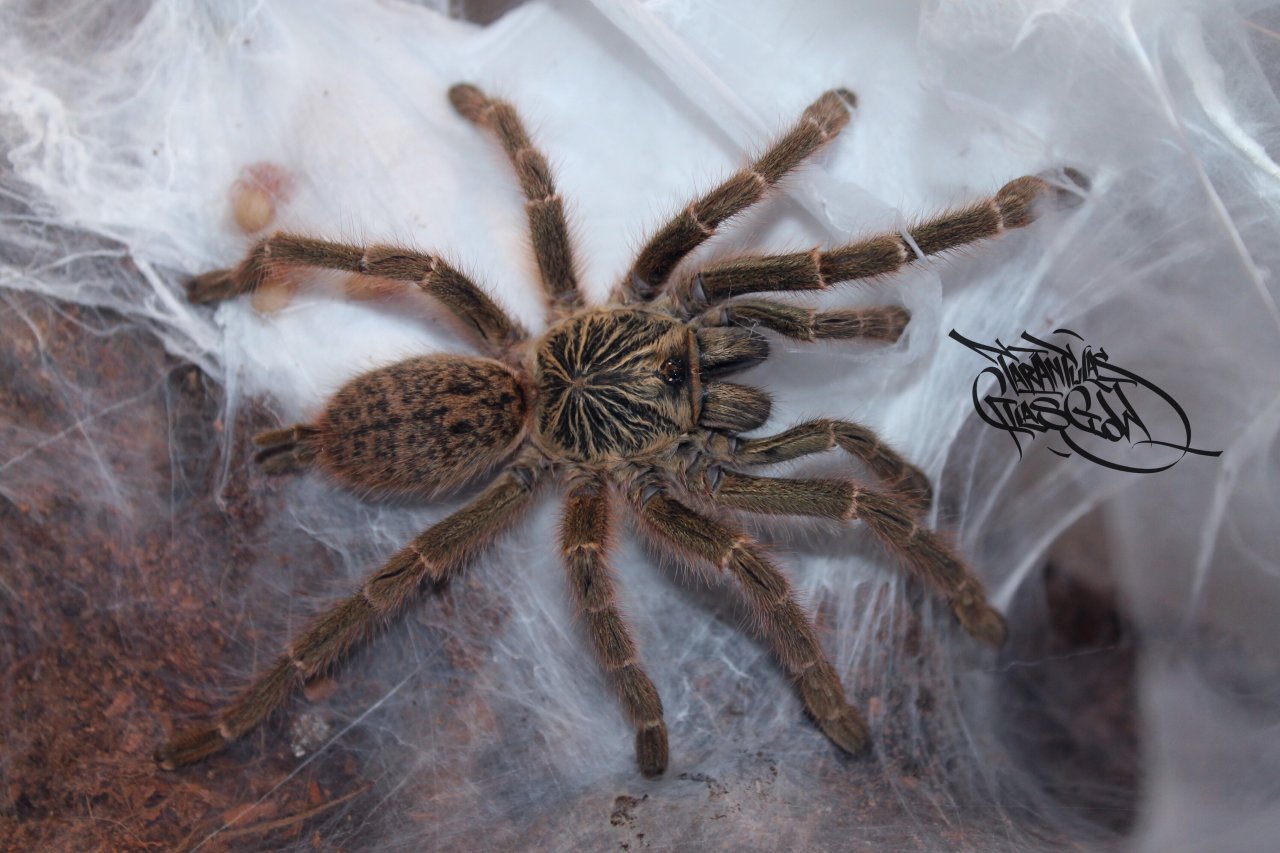 Pterinochilus Murinus Tcf Mozambique Arachnoboards